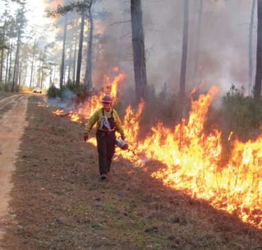 Prescribed Fire image 9.4.19